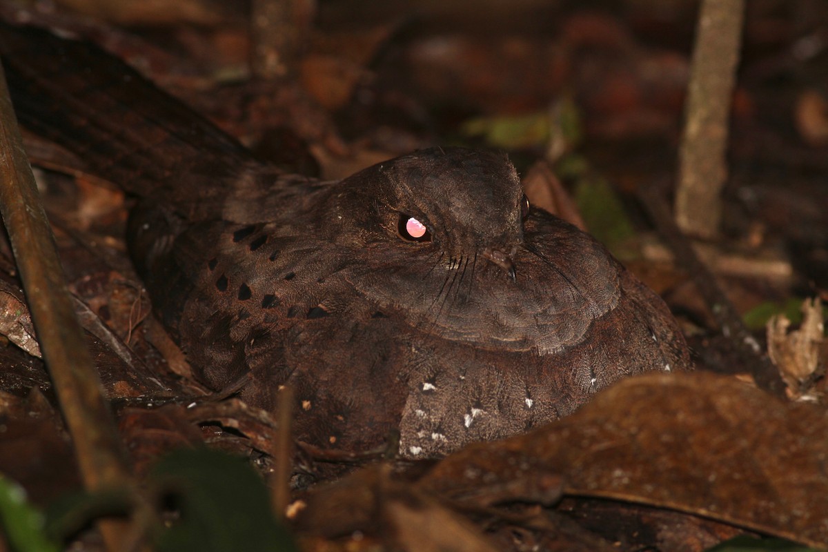 Ocellated Poorwill - ML122313391
