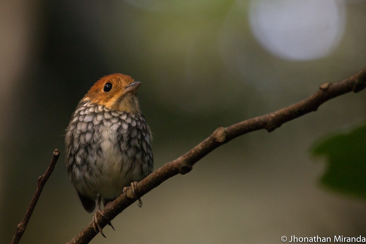 Scallop-breasted Antpitta - Jhonathan Miranda - Wandering Venezuela Birding Expeditions
