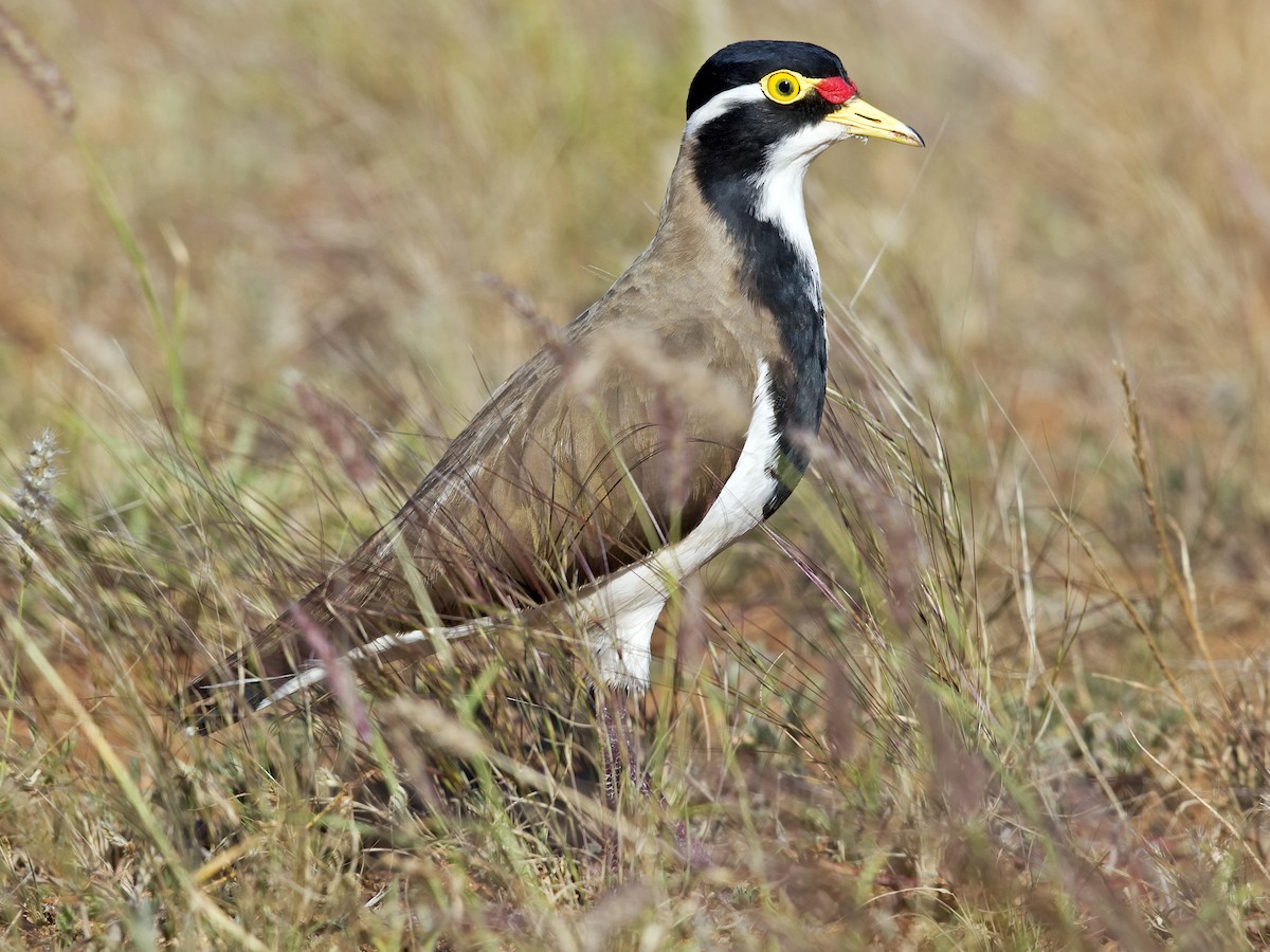 Banded Lapwing - Vanellus tricolor - Birds of the World