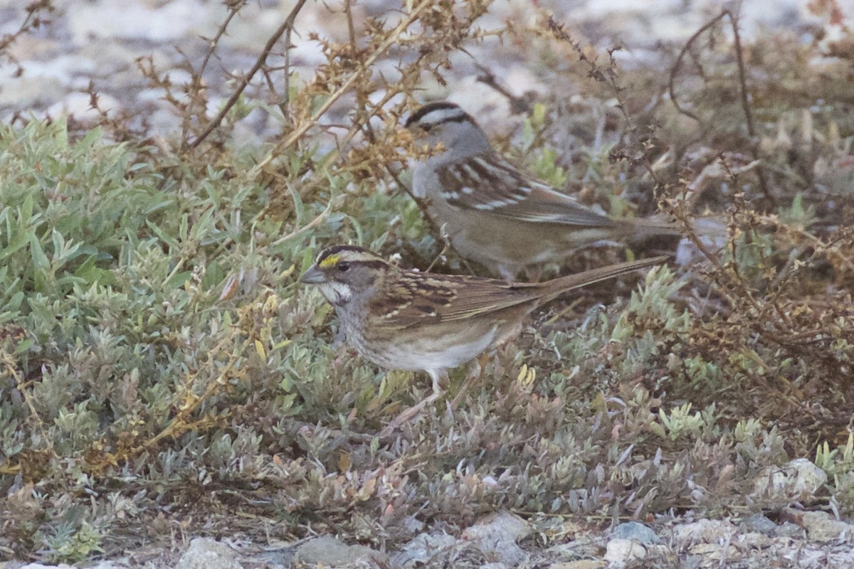 White-throated Sparrow - ML122314111