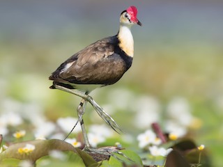  - Comb-crested Jacana