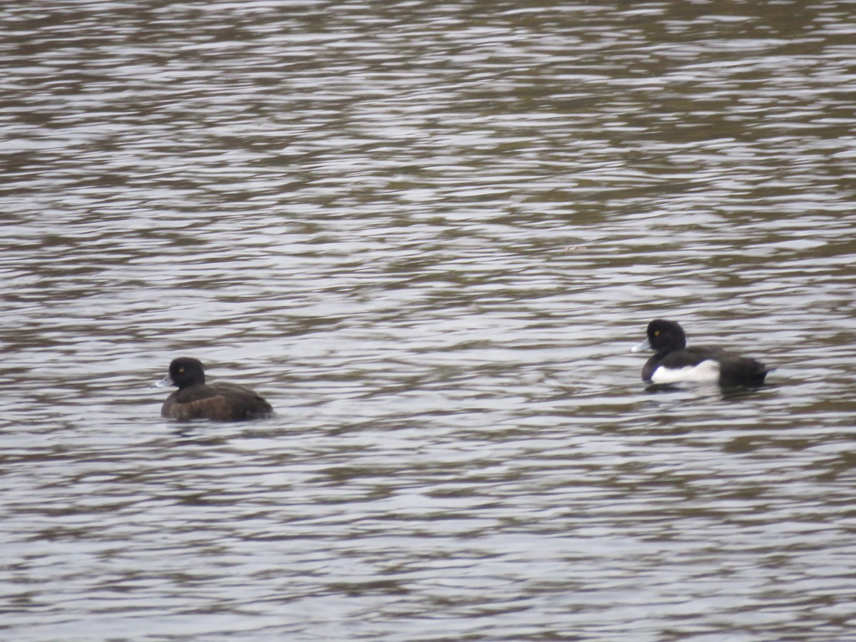 Tufted Duck - ML122314831