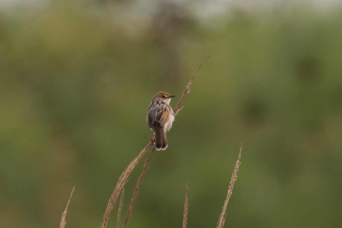 Carruthers's Cisticola - ML122322751