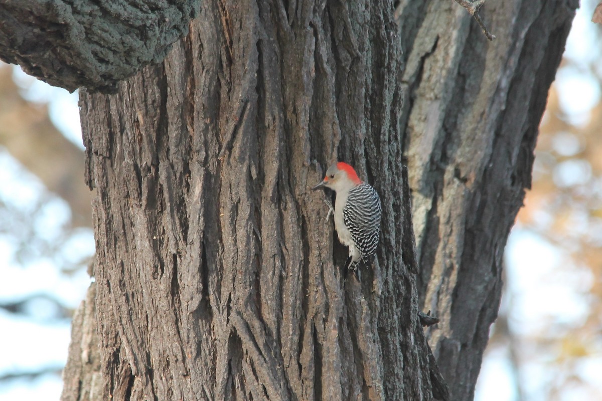Red-bellied Woodpecker - ML122323431