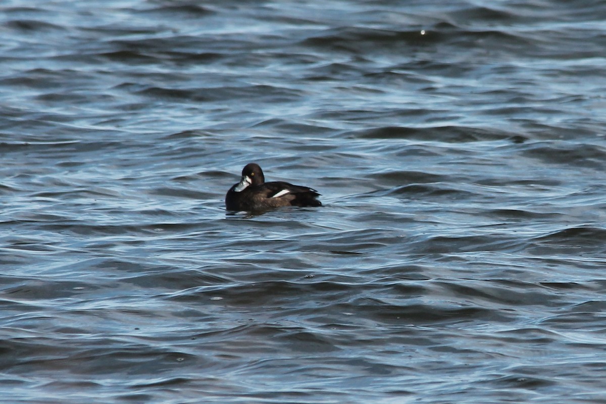 Greater/Lesser Scaup - ML122323621