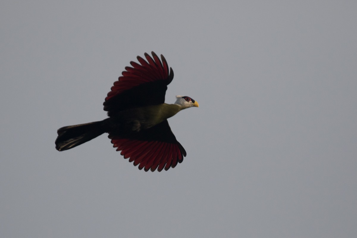 White-crested Turaco - ML122324661