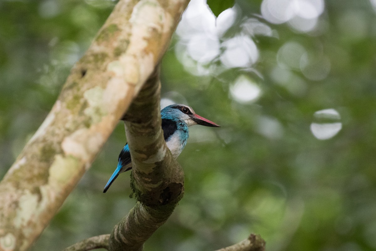 Blue-breasted Kingfisher - ML122325541