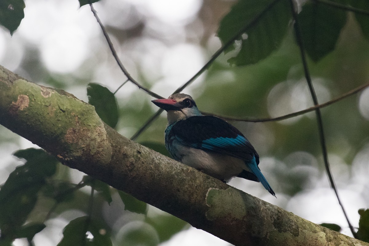 Blue-breasted Kingfisher - ML122325551