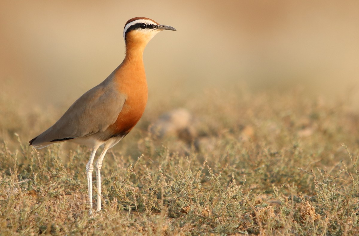 Indian Courser - ML122326611
