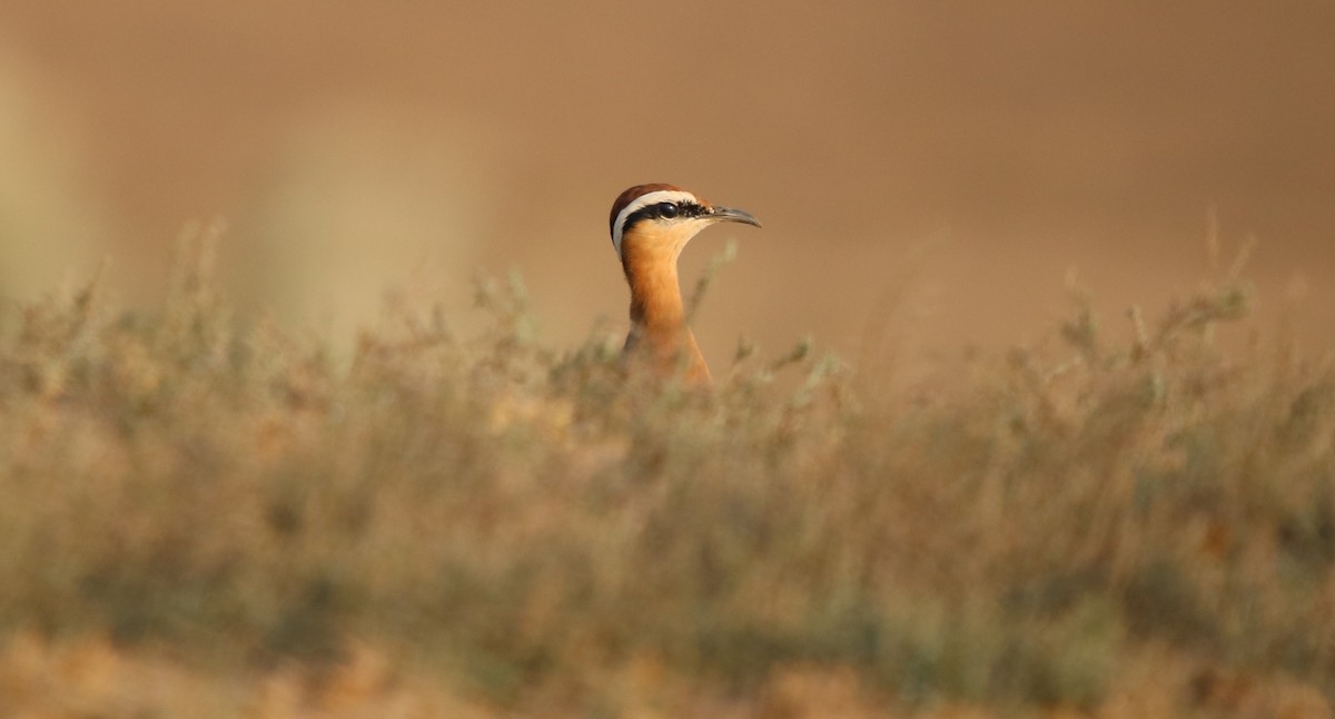 Indian Courser - ML122326621
