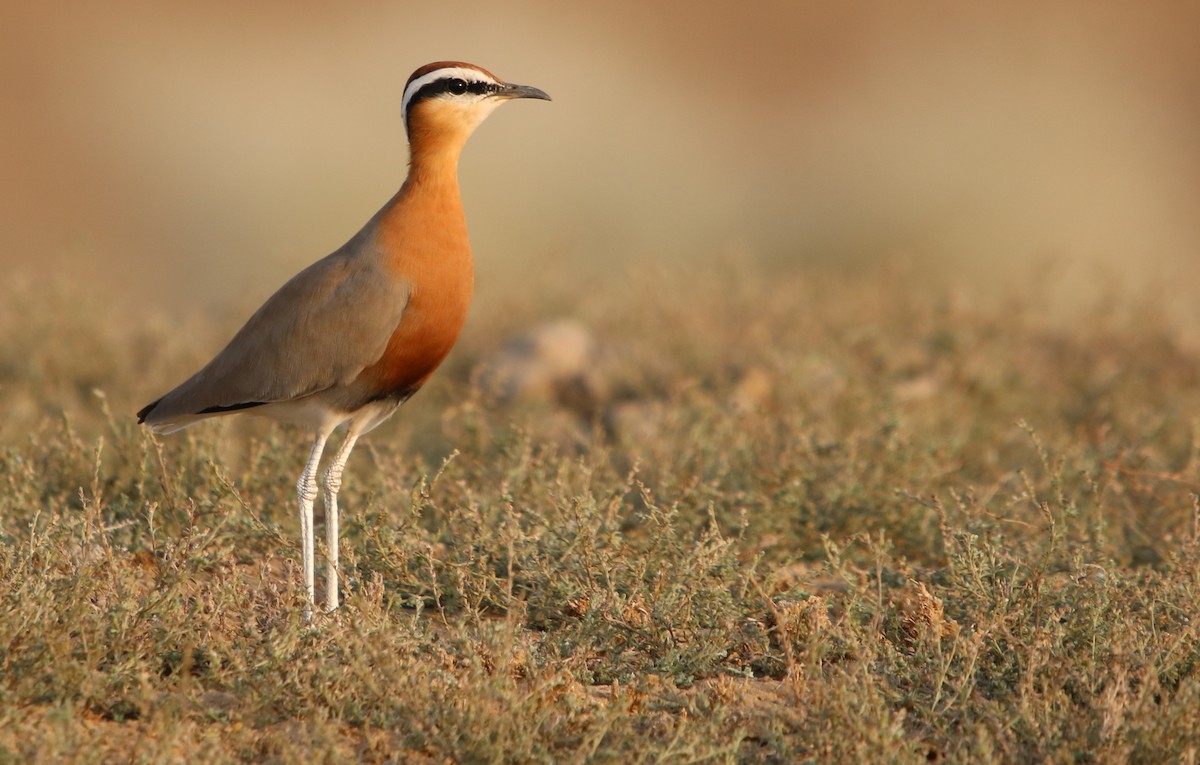 Indian Courser - ML122326631