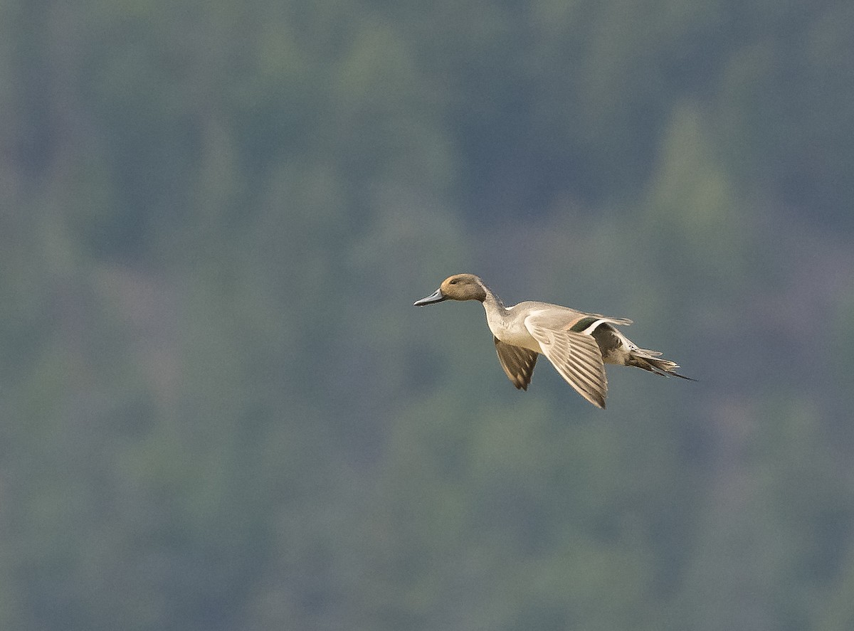 Northern Pintail - Ian Routley