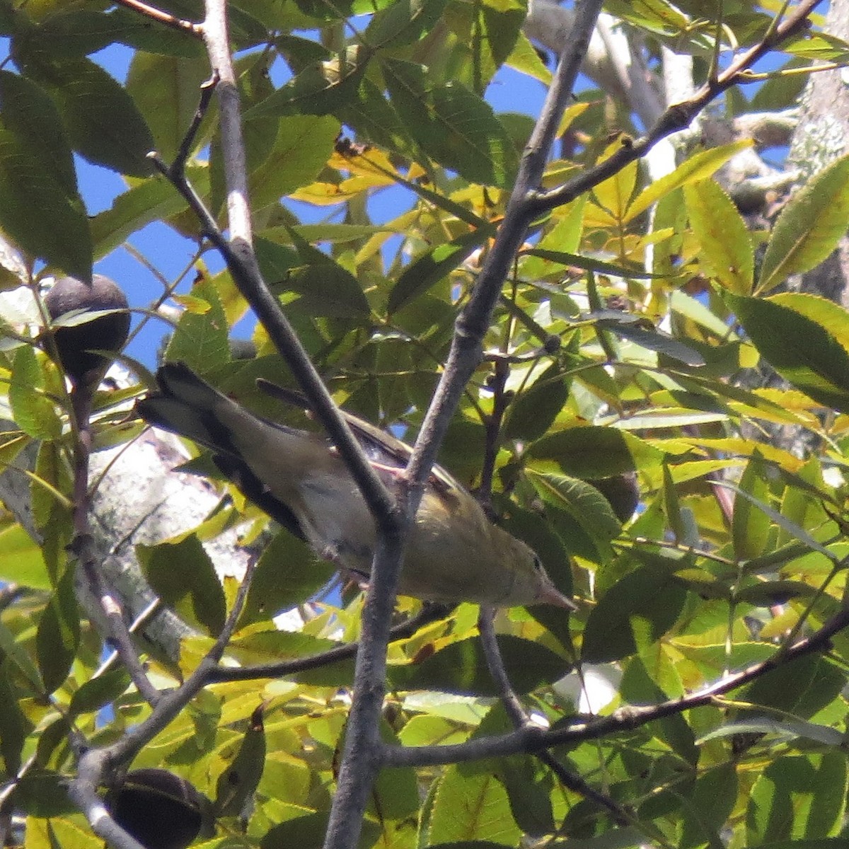 Bay-breasted Warbler - ML122328281