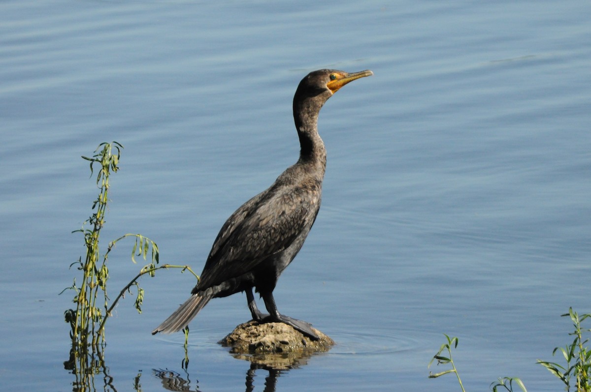 Double-crested Cormorant - Tommie Rogers