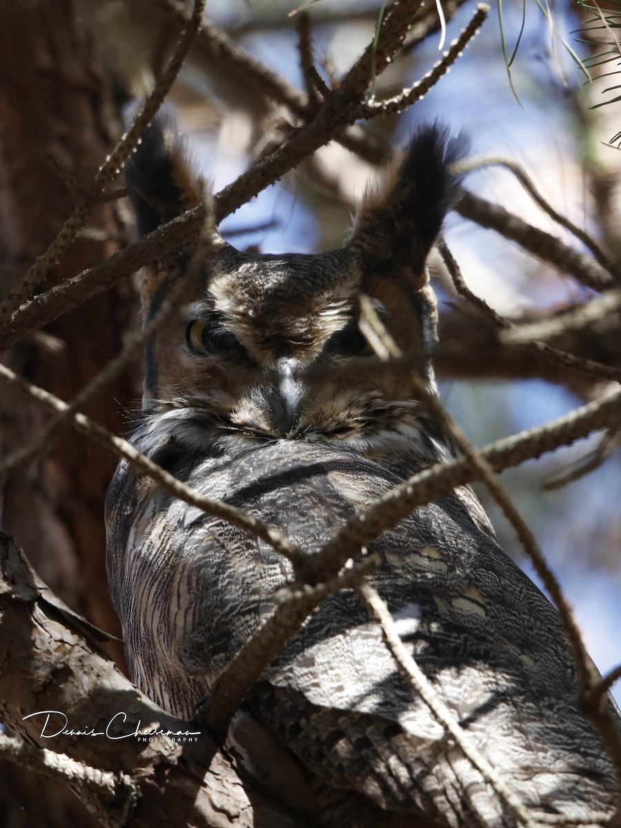 Great Horned Owl - Dennis Cheeseman