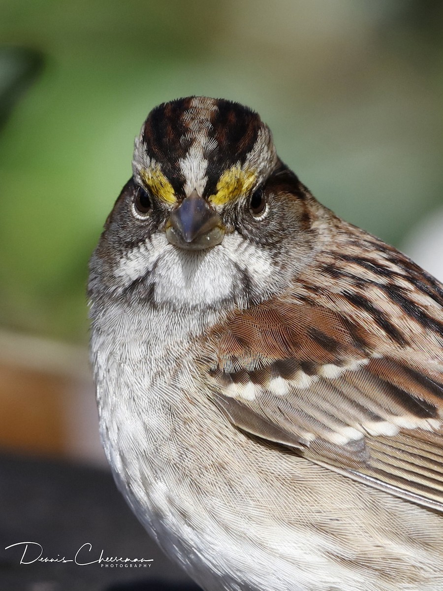 White-throated Sparrow - ML122334901