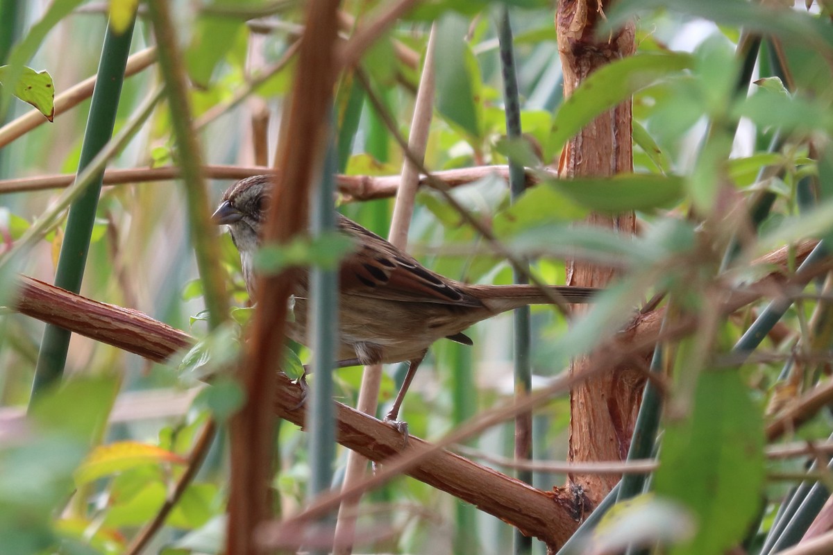 Swamp Sparrow - Alta Tanner