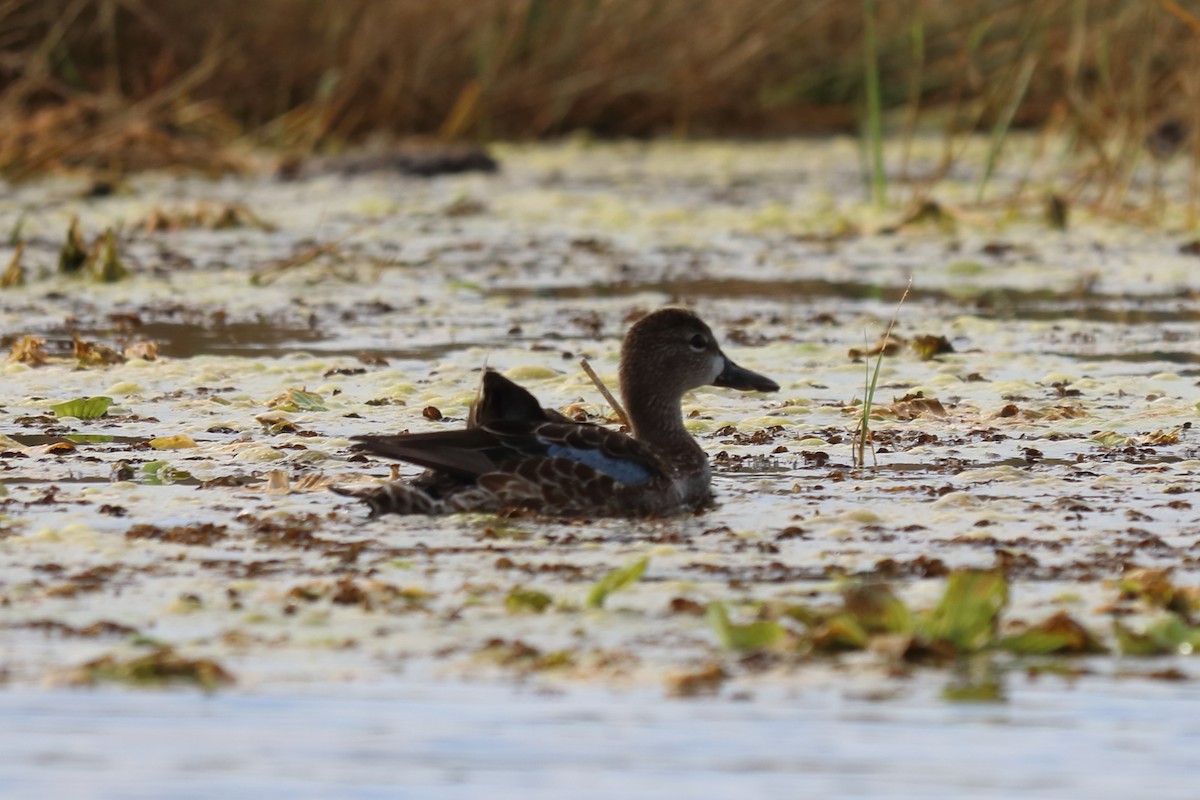Blue-winged Teal - ML122336011