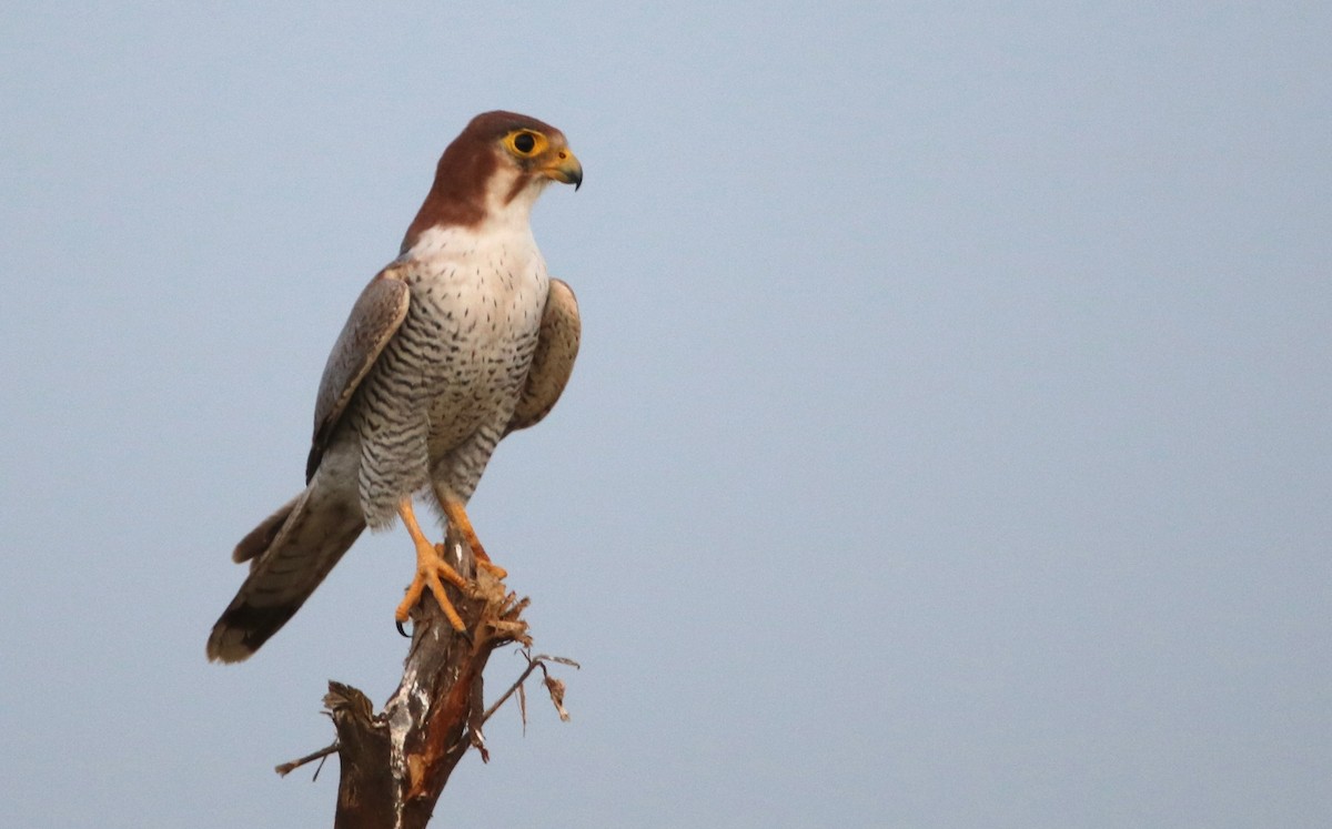 Red-necked Falcon - Bhaarat Vyas
