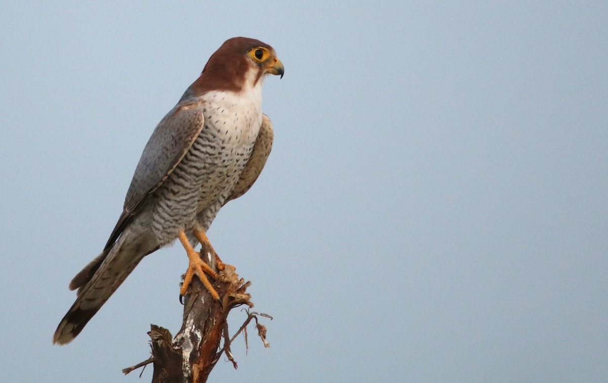 Red-necked Falcon - ML122336581