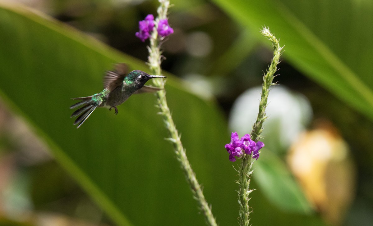 Violet-headed Hummingbird - ML122337331
