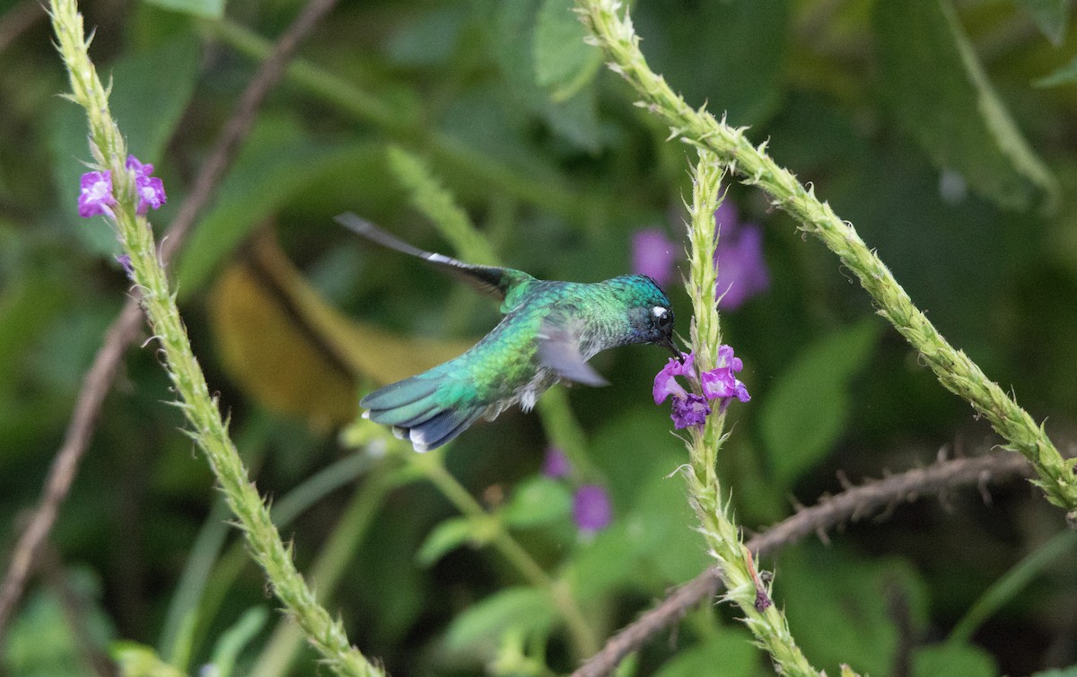 Violet-headed Hummingbird - Annika Anderson