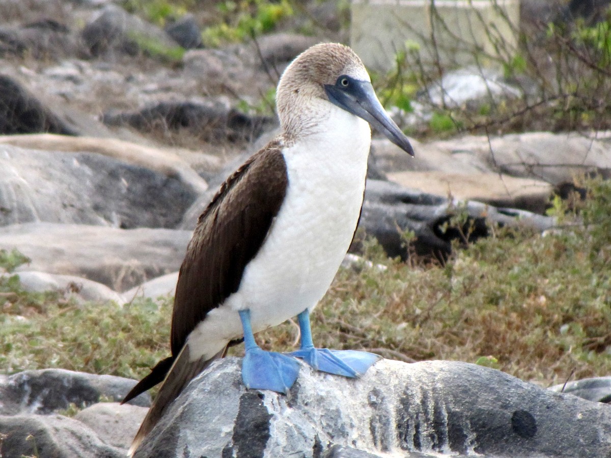Blue-footed Booby - ML122337511
