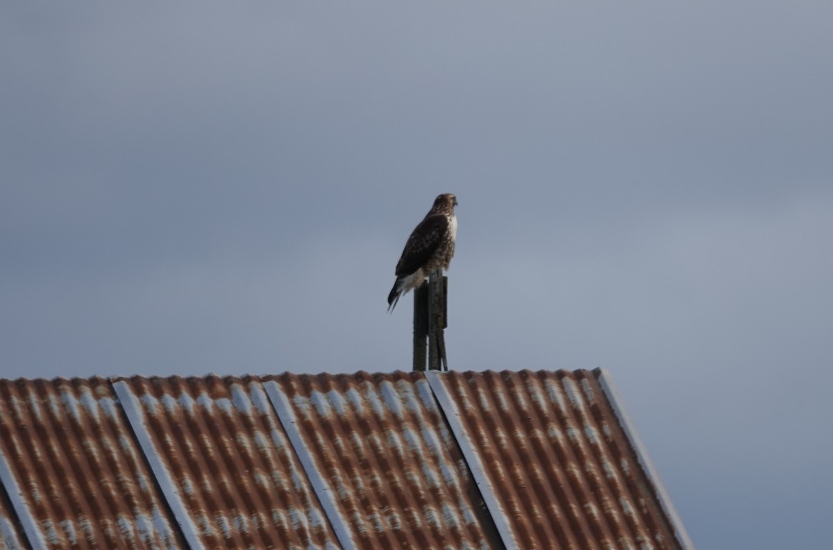 Red-tailed Hawk - ML122337611