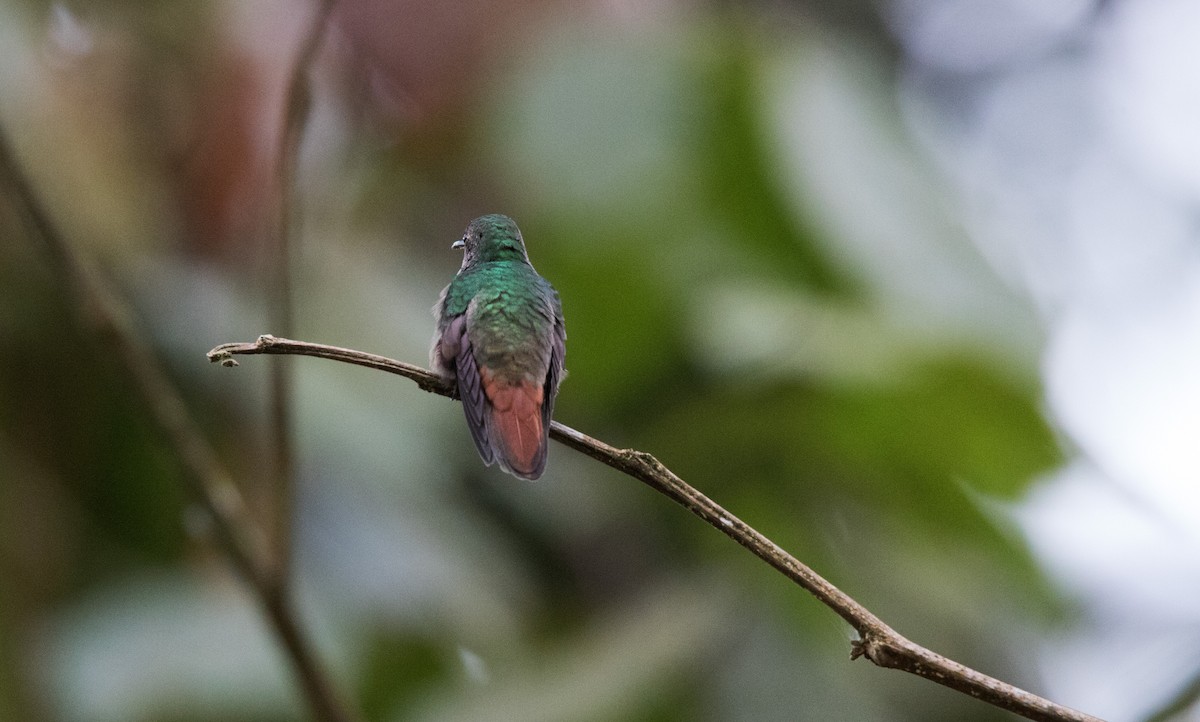Rufous-tailed Hummingbird - Annika Anderson