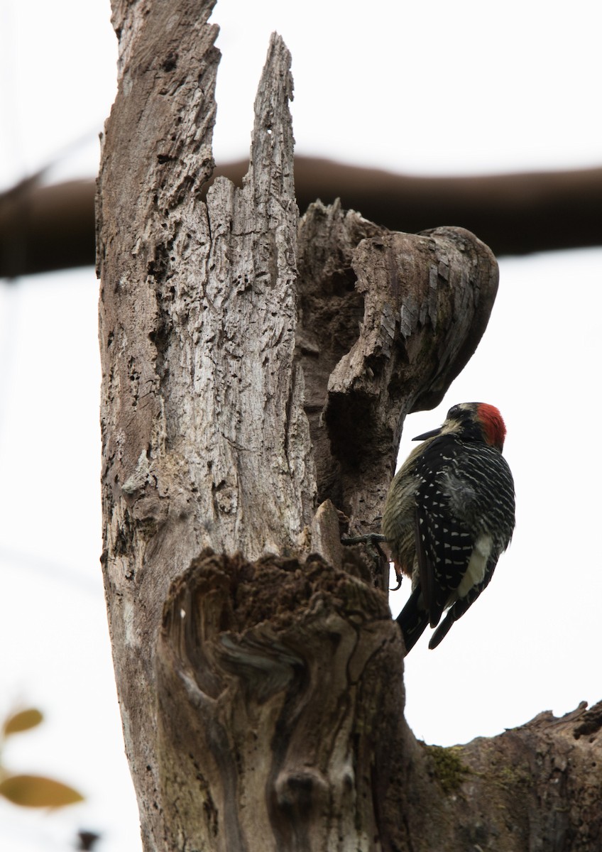 Black-cheeked Woodpecker - ML122337891
