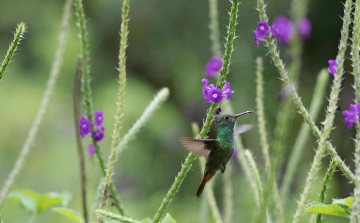 Rufous-tailed Hummingbird - ML122337901