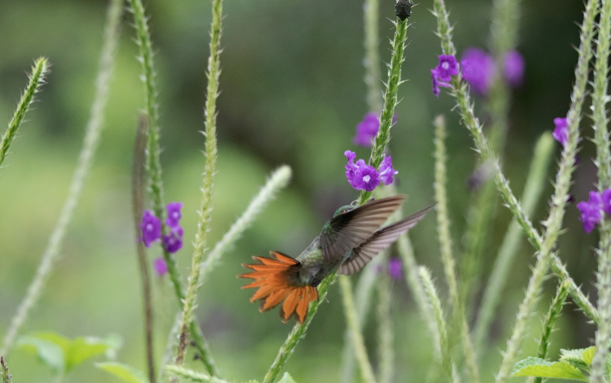 Rufous-tailed Hummingbird - ML122337911