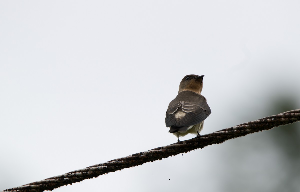 Southern Rough-winged Swallow - ML122338141
