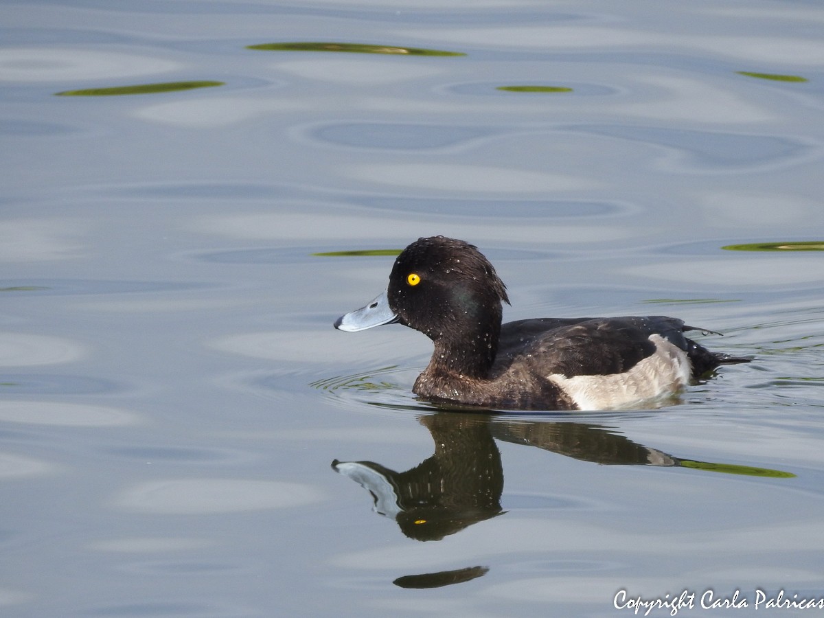 Tufted Duck - ML122341921