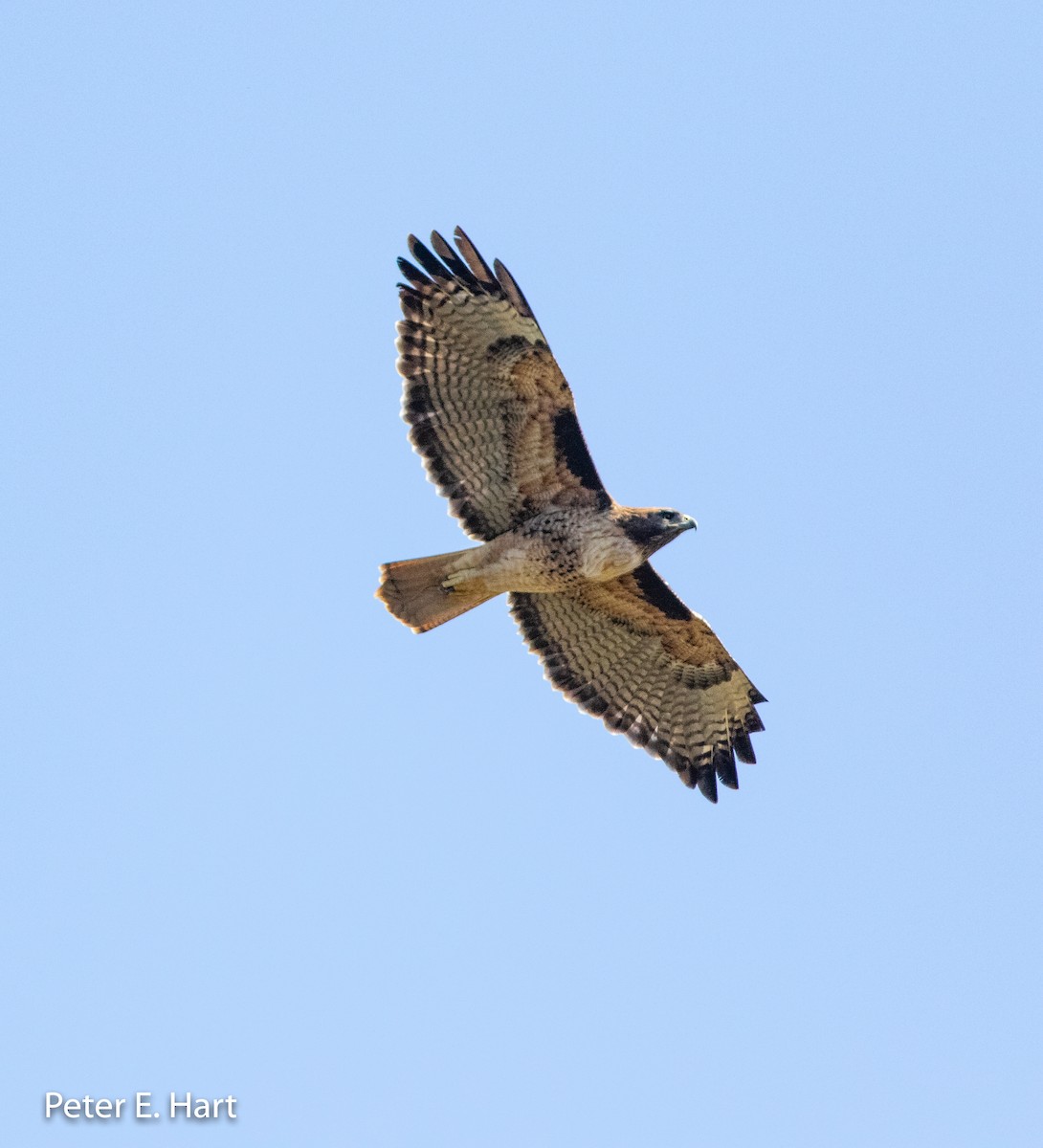 Red-tailed Hawk - ML122344261