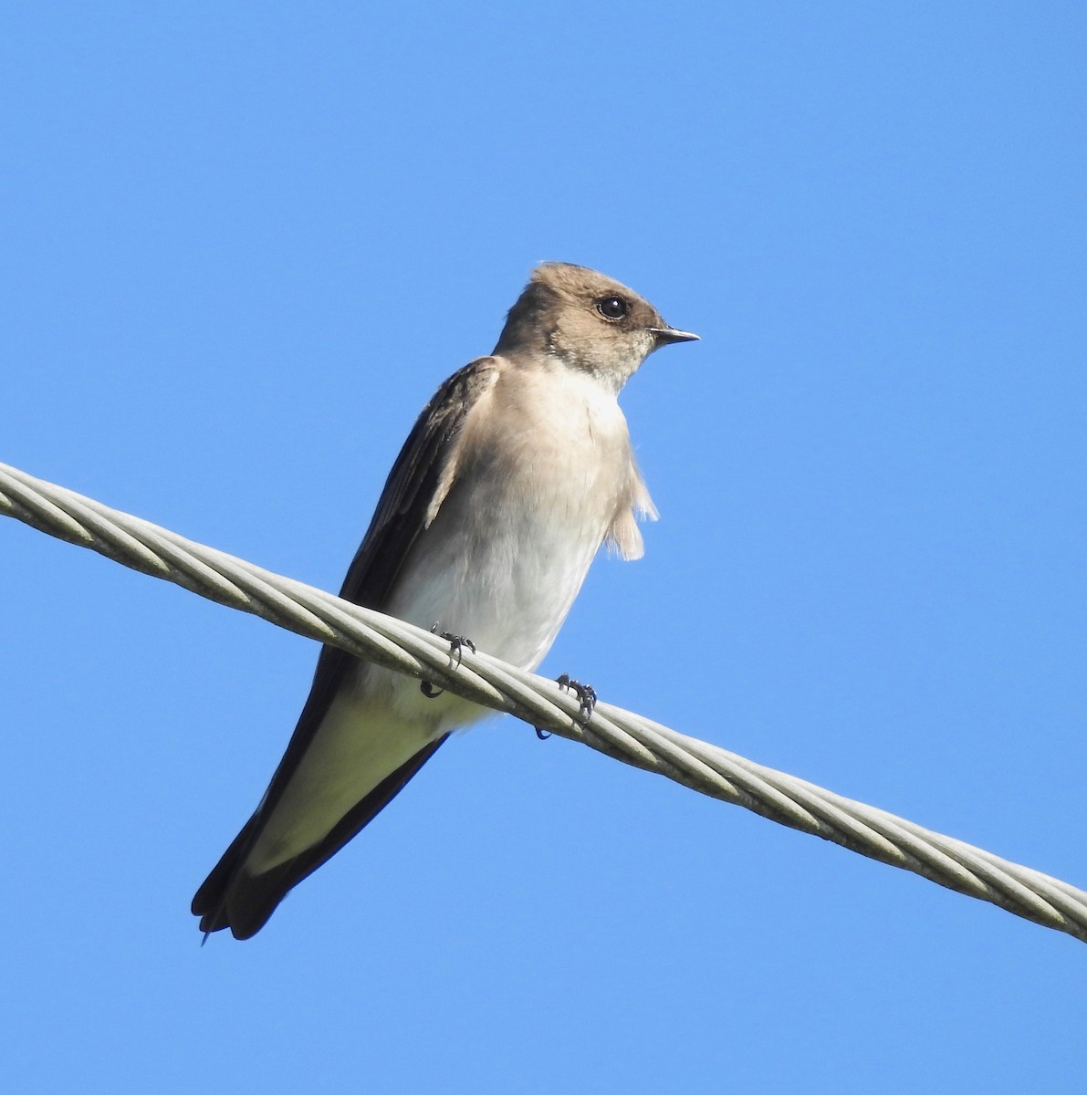 Northern Rough-winged Swallow - Van Remsen