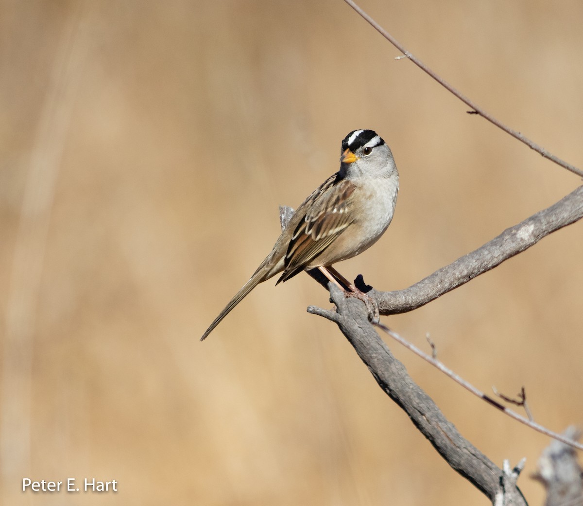 White-crowned Sparrow - ML122344981