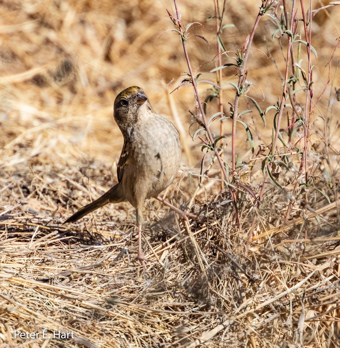 Golden-crowned Sparrow - ML122345081