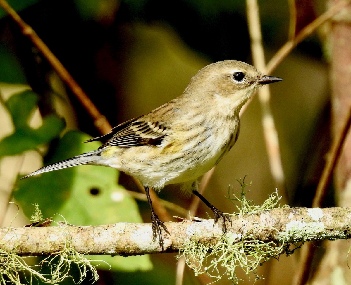 Yellow-rumped Warbler (Myrtle) - Van Remsen