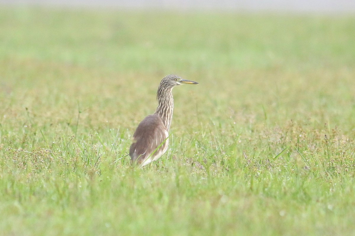 Chinese Pond-Heron - Fadzrun A.
