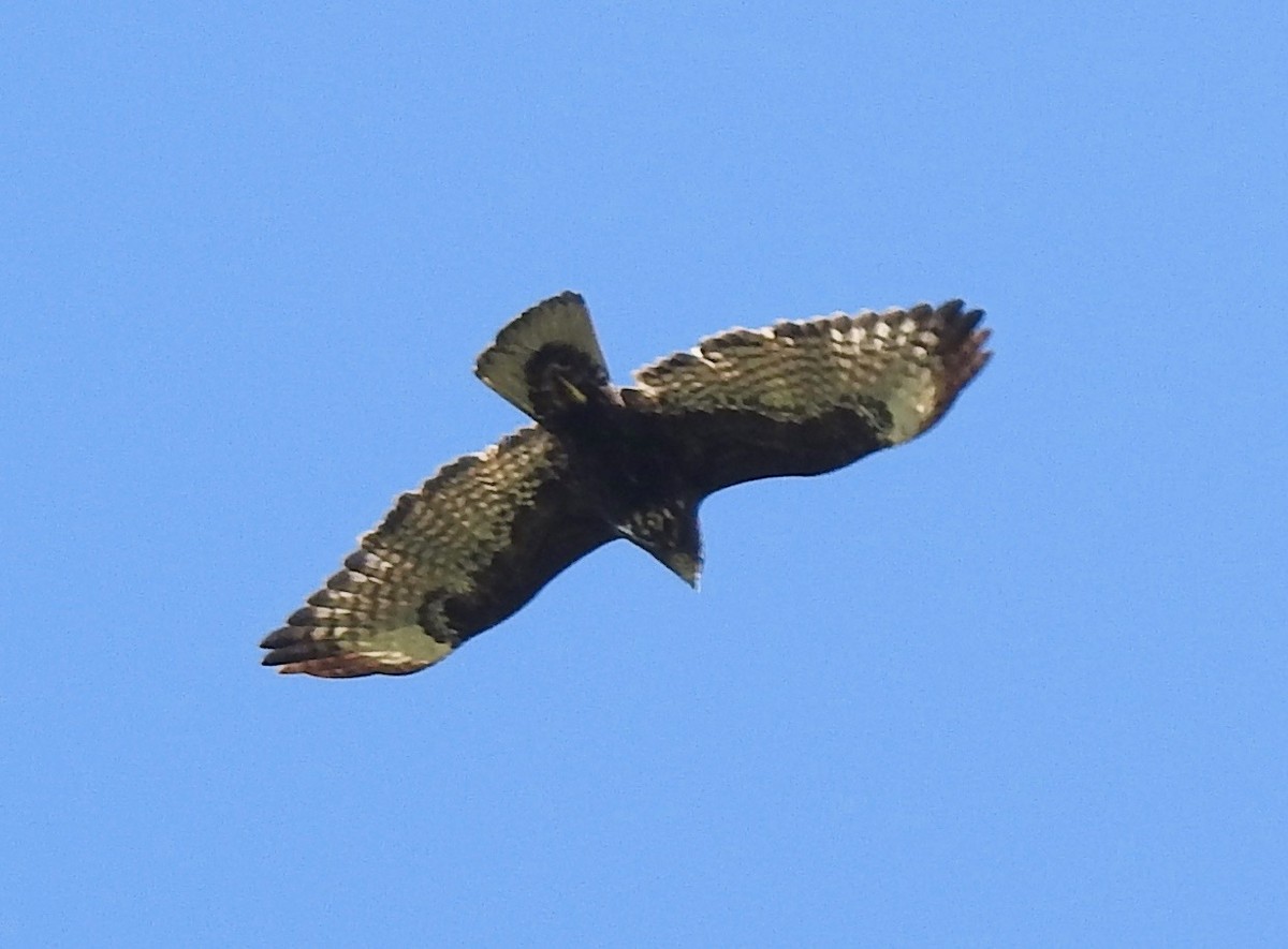 Red-tailed Hawk (Harlan's) - Van Remsen