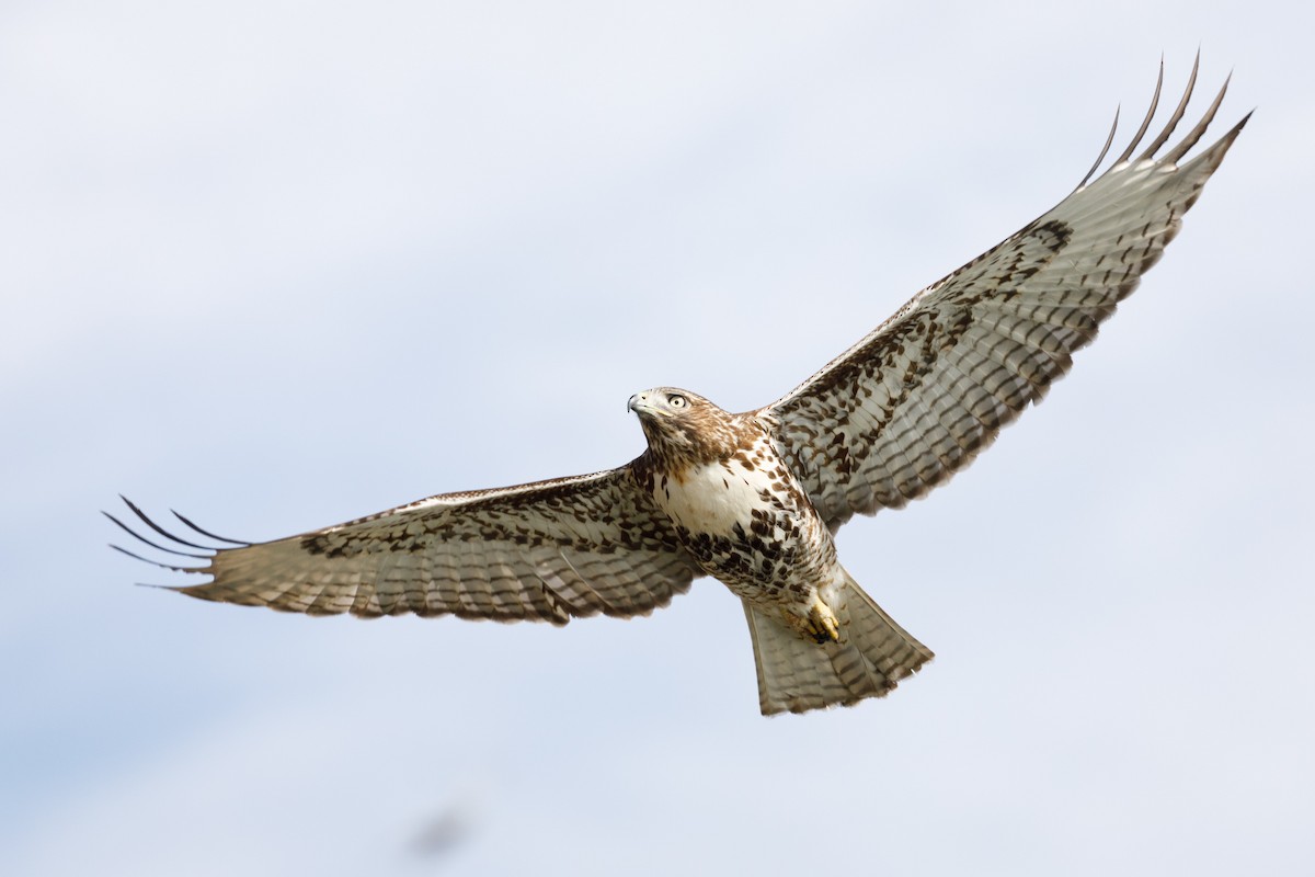 Red-tailed Hawk - ML122350771