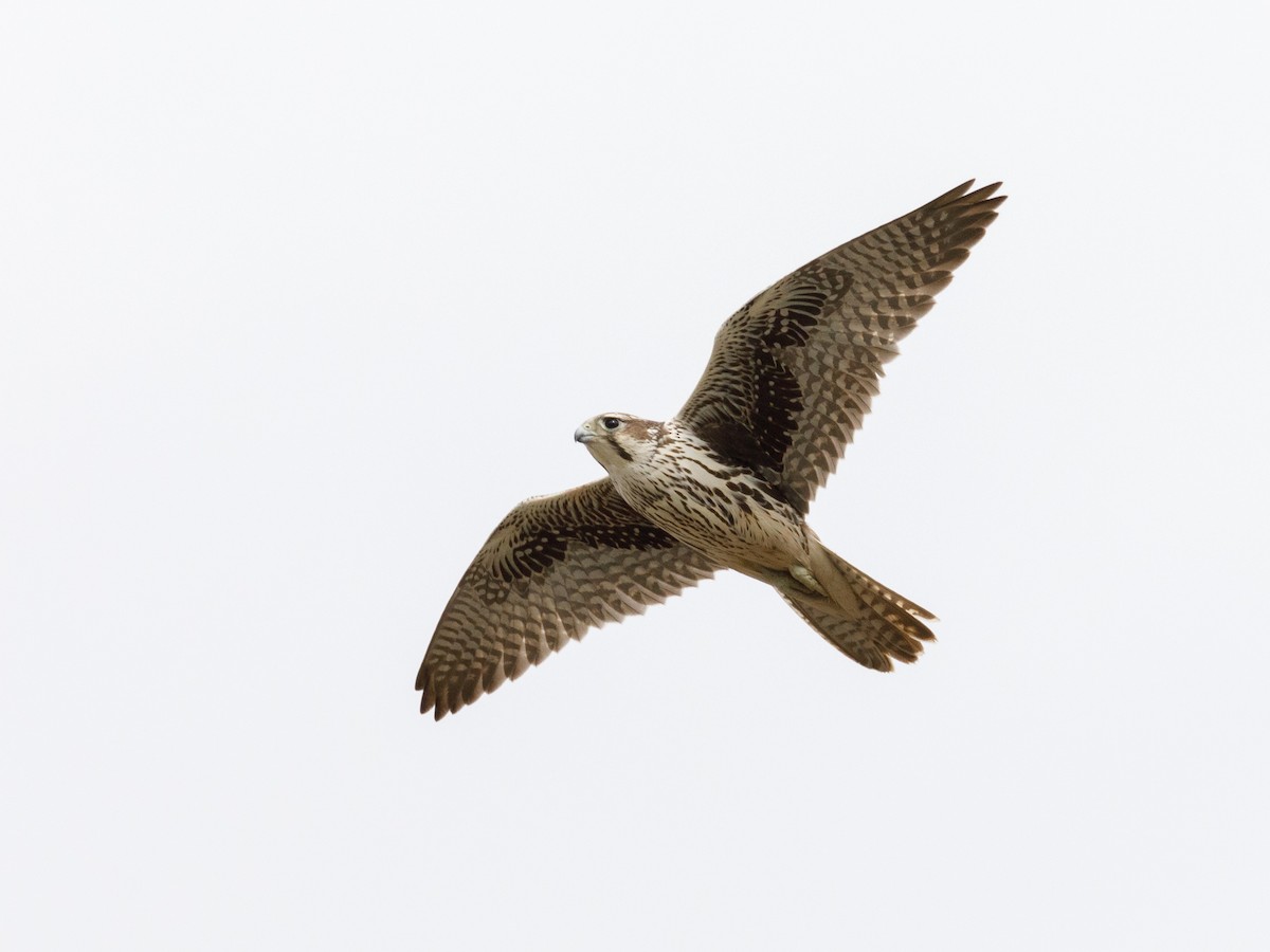 Prairie Falcon - Darren Clark