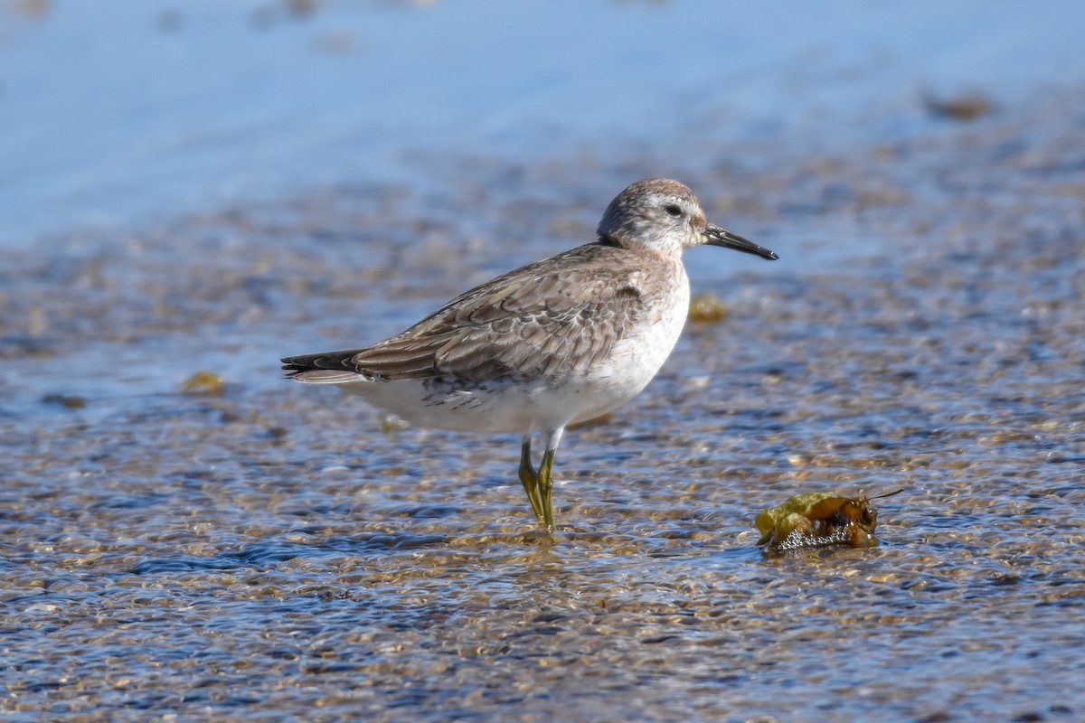 Red Knot - ML122359651
