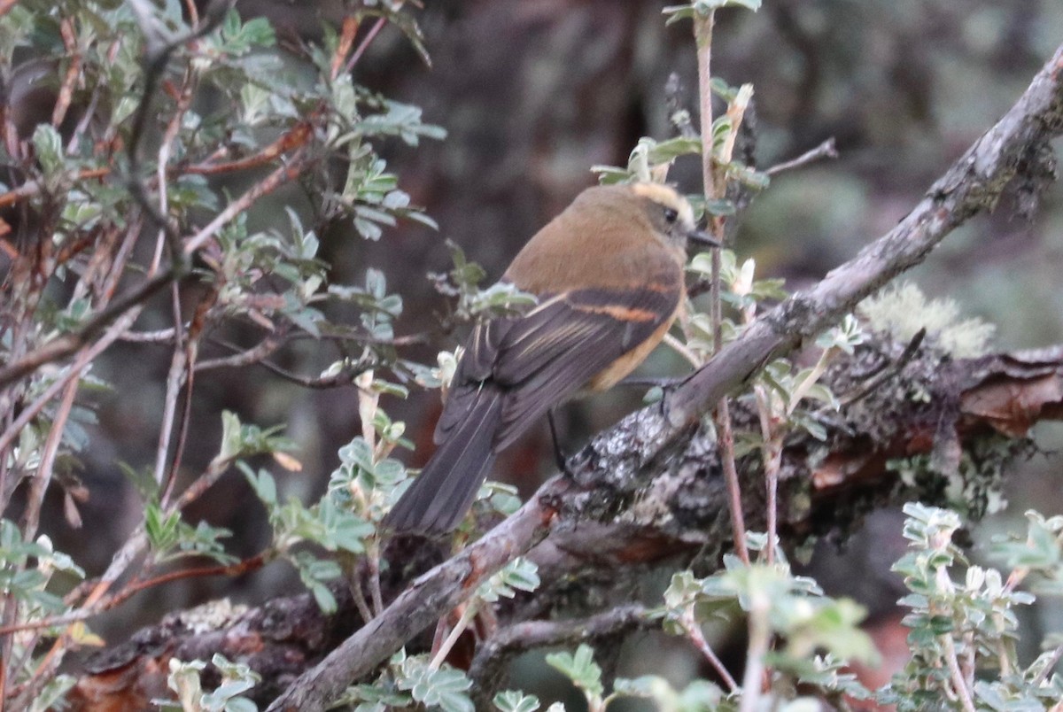 Brown-backed Chat-Tyrant - ML122362801