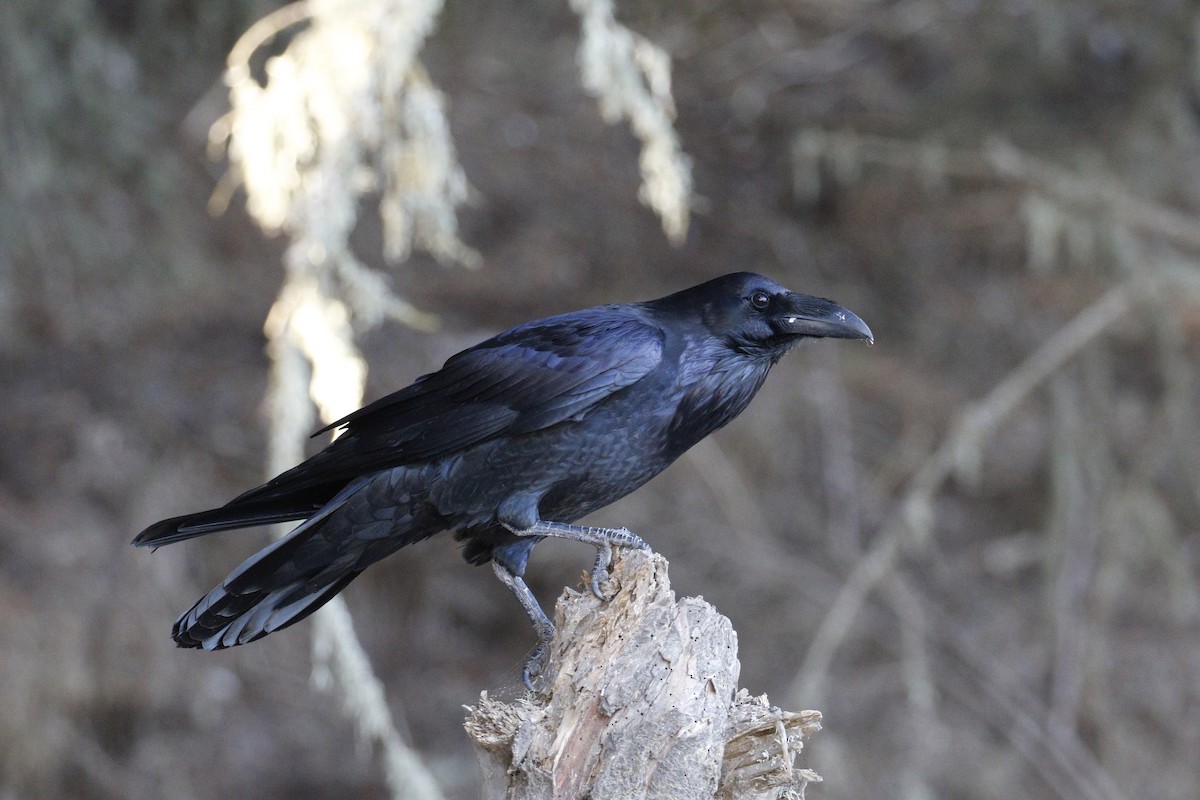Common Raven - Donna Pomeroy