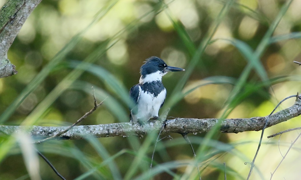 Belted Kingfisher - Paul Petrus