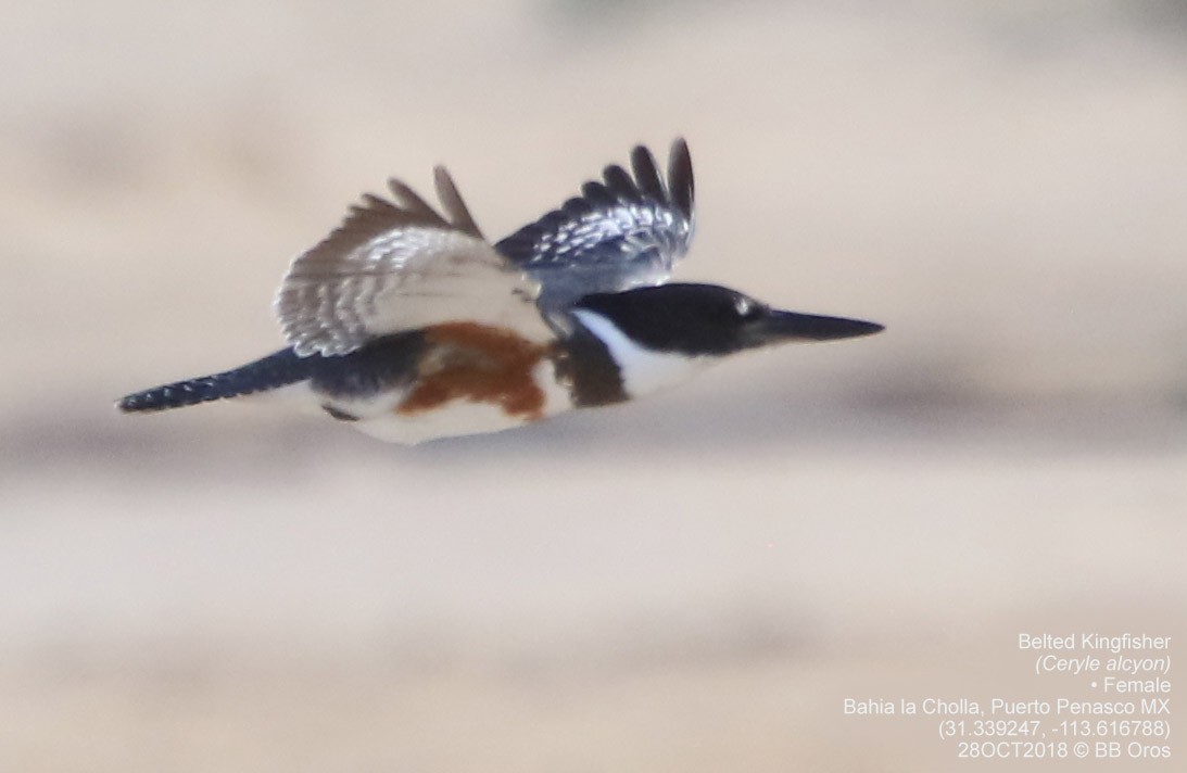 Belted Kingfisher - BB Oros