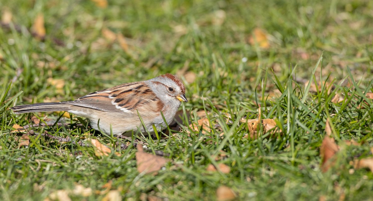 American Tree Sparrow - Ian Davies