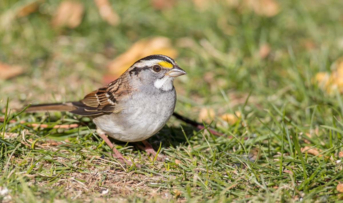 White-throated Sparrow - ML122373551